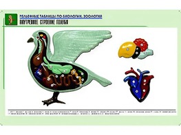 Рельефная таблица "Внутреннее строение голубя" (формат А1, матовое ламинирование) - fgospostavki.ru - Касимов