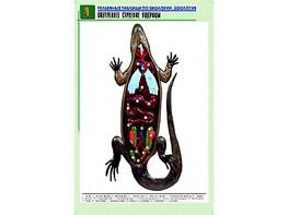 Рельефная таблица "Внутреннее строение ящерицы" (формат А1, матовое ламинирование) - fgospostavki.ru - Касимов