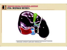 Рельефная таблица "Печень. Висцеральная поверхность" (формат А1, матовое ламинирование) - fgospostavki.ru - Касимов