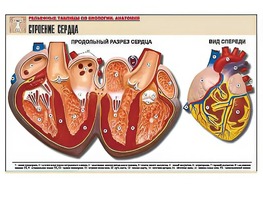 Рельефная таблица "Строение сердца" (формат А1, матовое ламинирование) - fgospostavki.ru - Касимов