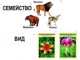 Модель-аппликация "Классификация растений и животных" (ламинированная) - fgospostavki.ru - Касимов