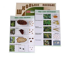 Коллекция "Шишки, плоды, семена деревьев и кустарников" - fgospostavki.ru - Касимов
