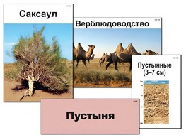 Модель-аппликация "Природные зоны России" (ламинированная) - fgospostavki.ru - Касимов
