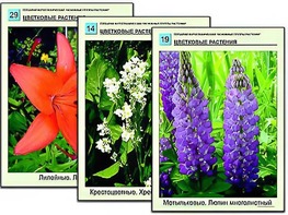 Гербарий фотографический "Основные группы растений" - fgospostavki.ru - Касимов