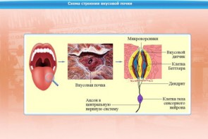 Интерактивные курсы. Биология 10 класс. Расширенный. - fgospostavki.ru - Касимов