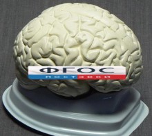Модель "Мозг в разрезе" (белый) - fgospostavki.ru - Касимов