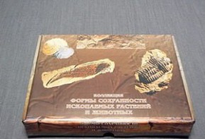 Коллекция "Формы сохранности ископаемых растений и животных" - fgospostavki.ru - Касимов