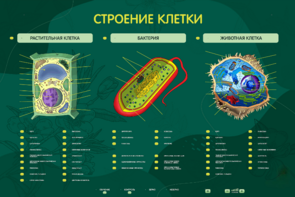 Электрифицированный стенд "Строение клетки" с маркерными полями - fgospostavki.ru - Касимов
