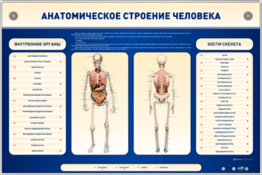 Электрифицированный стенд-тренажер c макетом скелета "Анатомическое строение человека" - fgospostavki.ru - Касимов