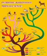 Стенд "Развитие животного мира на земле" - fgospostavki.ru - Касимов