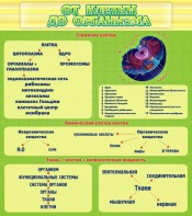 Стенд "От клетки до организма" - fgospostavki.ru - Касимов