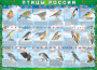 Комплект таблиц "Птицы России (4 листа)" (100х140 сантиметров, винил) - fgospostavki.ru - Касимов